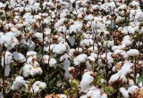 algodón transgénico, transgénicos, Agro-Bio