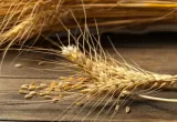 genética del trigo, trigo, wheat, agrobio