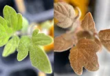 Tomato leaves turn red (right) due to low nitrogen in the soil (Photo Source: Cornell Chronicles)
