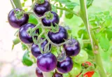 tomate morado transgénico