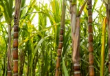 Caña de azúcar más tolerante