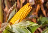 Maíz resistente a insectos
