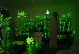 plantas que brillan modificadas genéticamente