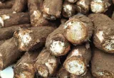 yuca transgénica