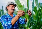 beneficios de cultivos transgenicos
