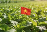 Cultivos transgénicos en Vietnam