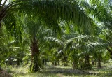 palma de aceite