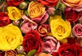 Pangenoma de la Rosa