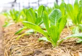 Estrés en las plantas