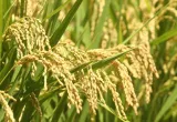 arroz editado