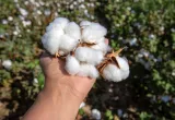 Crecimiento del algodón