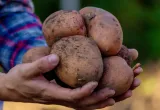 papa editada en Colombia