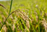 Resistencia del arroz al tizón bacteriano