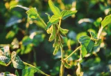 soya transgénica