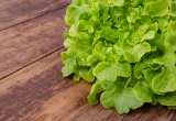 Carne vegetal