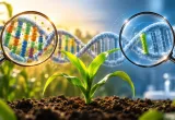 ¿Cuántos genes se modifican en un cultivo transgénico?