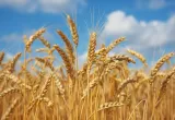 Trigo resistente a plagas