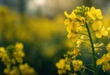 Canola transgénica tolerante a dos herbicidas
