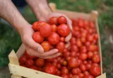 tomates tolerantes a la salinidad