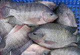 virus de la tilapia