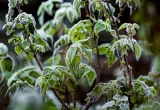 Plantas tolerantes al frío