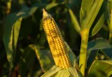 Cultivos transgénicos y el cambio climático