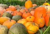 tipos de calabaza, Genoma de la calabaza