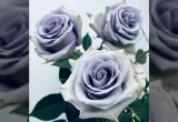 rosa azul genéticamente modificada, Fotografia de Suntory