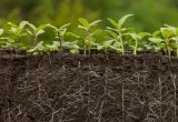 Sequía en las plantas