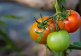 tomate con vitamina D