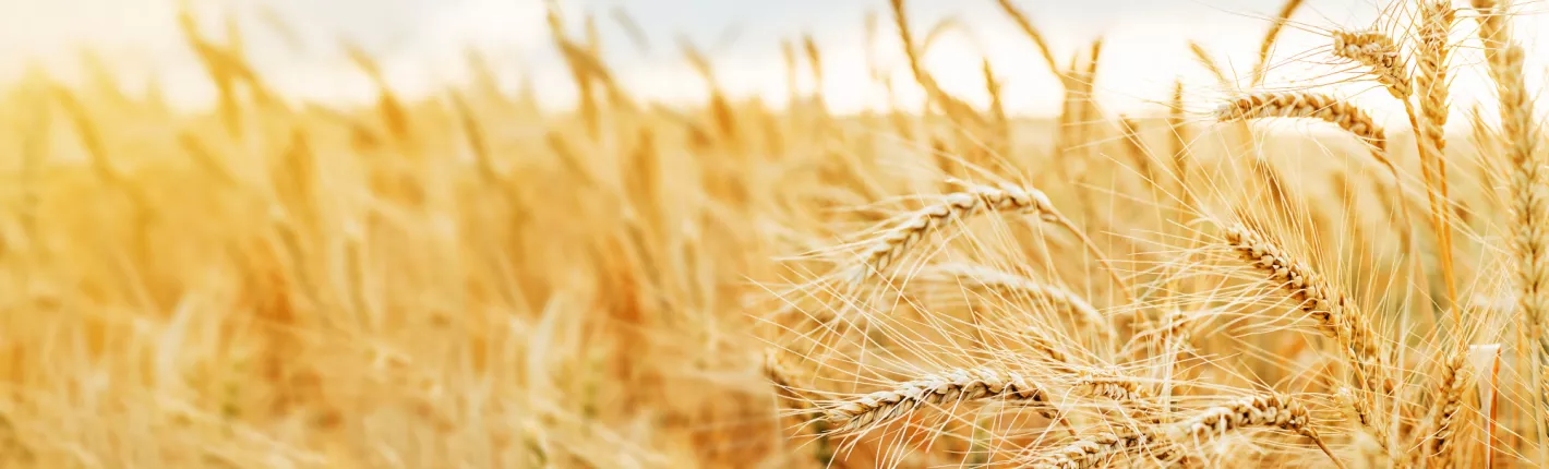 Campo de trigo OGM Nosotros | AgroBio