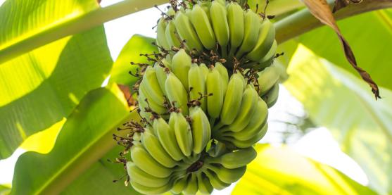 Primer Banano genéticamente modificado pide aprobación en Australia