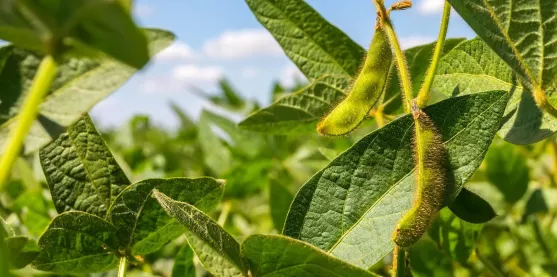 Una soya resistente a plagas que protegerá cada cosecha