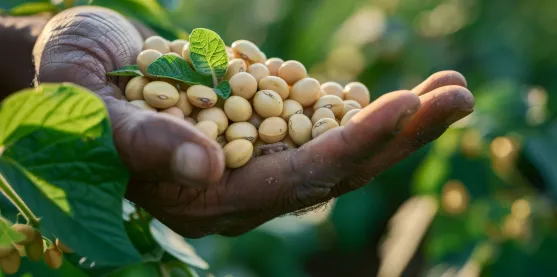Soya transgénica podría ayudar a reducir pérdidas causadas por ciervos en los cultivos