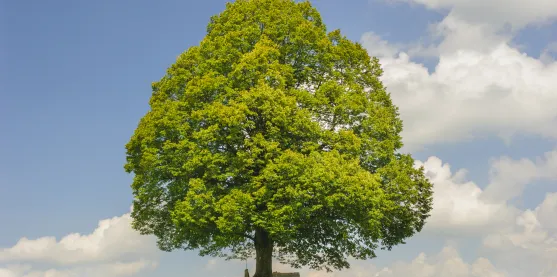 Árbol transgénico es la esperanza para restaurar los bosques de EE. UU.