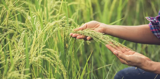 Arroz mejorado: descubren una proteína clave que regula la fotosíntesis y la respuesta al estrés