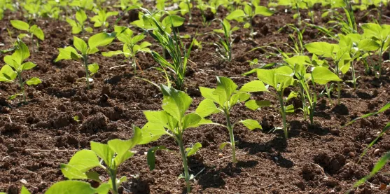 Cultivos resistentes a plagas: Edición genética que vuelve a las plantas indigestas