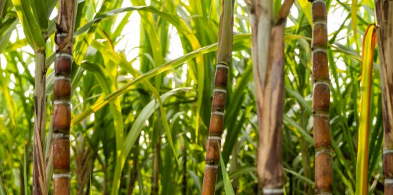 Caña de azúcar con mayor tolerancia a la sequía aporta a la sostenibilidad