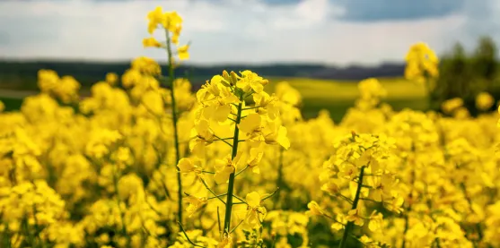 Europa estrena su primera colza editada genéticamente que será sembrada en Reino Unido