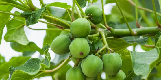 Más aceite, menos tierra: la edición genética transforma los biocombustibles