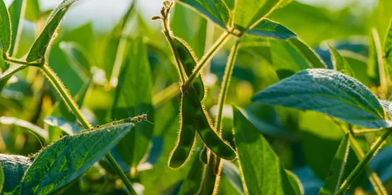 Soya tolerante a herbicidas pasa evaluación clave en Europa