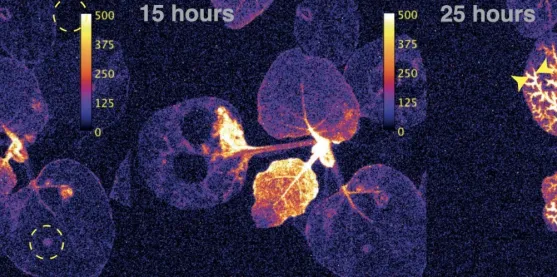 Plantas que brillan reflejan el estrés vegetal en tiempo real