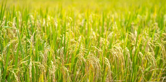 Altura del arroz mejora con edición genética para reducir el acame