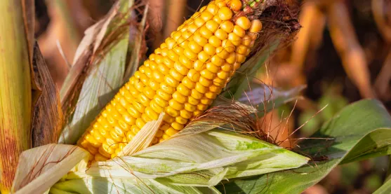 Maíz resistente a insectos: EE. UU. desregula una variedad transgénica