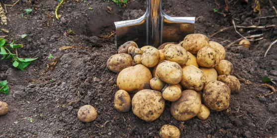 Papa resistente a enfermedades está en ensayos de campo en Europa