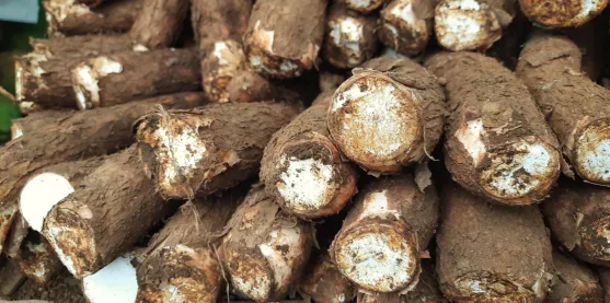 Científicos multiplican la semilla de yuca transgénica en Kenia