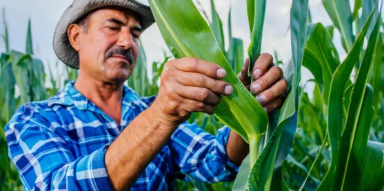 El éxito de los cultivos transgénicos: Cómo los beneficios para el agricultor dispararon las cifras globales 
