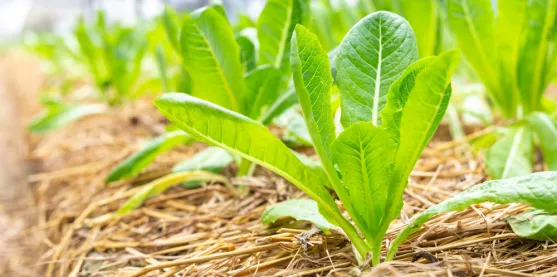 Estrés en las plantas dejó ver el "botón de pausa" que les ayuda a recuperarse