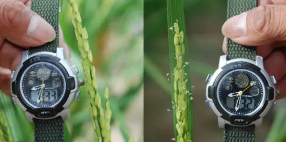 Arroz resistente al calor evitaría las horas más cálidas del día