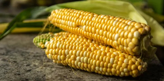 Diversidad genética del maíz permitió identificar un gen que aumenta la proteína en el grano
